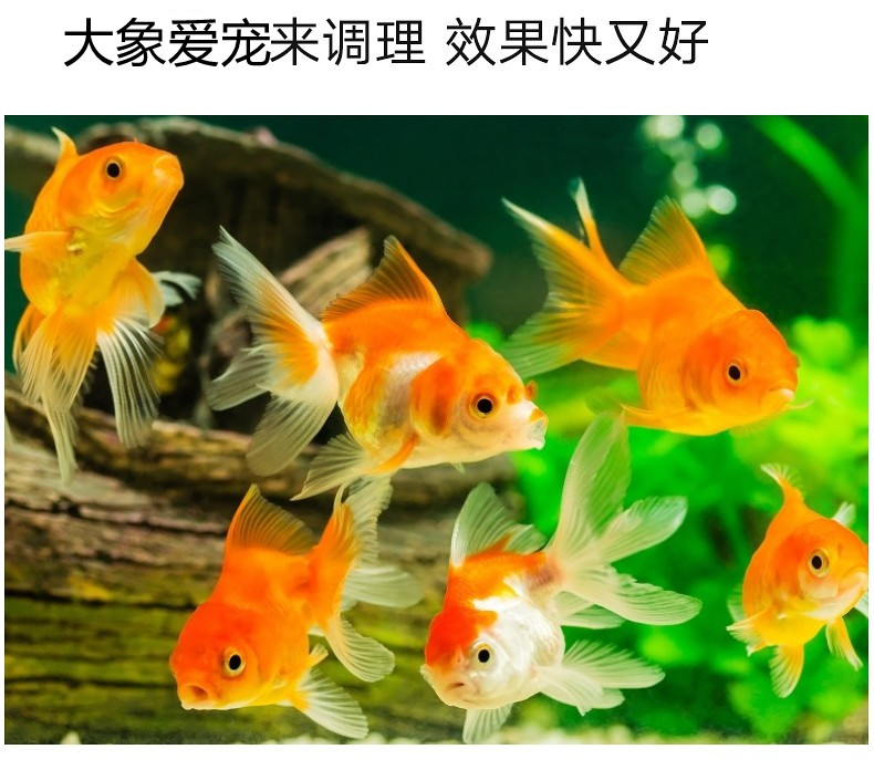 預防和改善觀賞魚細菌性病癥