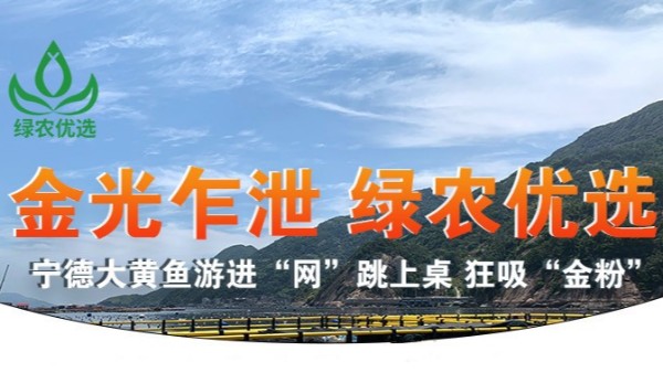 【9.12直播預告】綠農優選“寧德大黃魚”首場直播盛宴